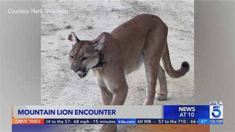 Orange County man records extremely close encounter with cougar